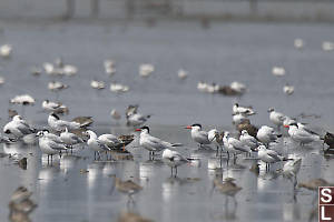 Caspian Terns In Crowd