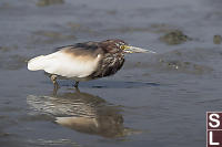 Chinese Pond Heron