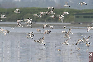 Eurasian Curlew In Flight