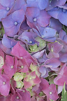 Hydrangea Pink To Purple