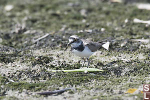 Little Ringed Plover