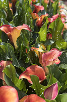 Red Calla Lily