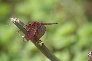 Russet Percher