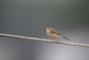 Plain Prinia