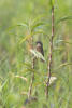 Nutmeg Mannikin, Scaly-breasted Munia