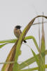 Siberian Stonechat