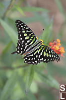 Tailed Jay On Milkweed