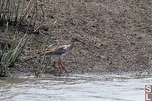 Common Redshank