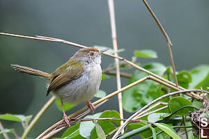 Common Tailorbird