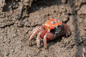 Fiddler Crab In Mud