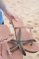 Indo Pacific Sand Star