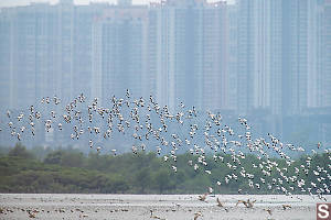 Pied Avocet