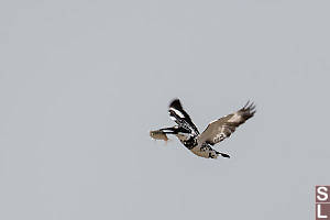 Pied Kingfisher Teaching Fish To Fly