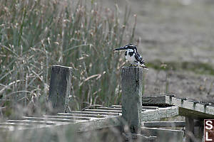 Pied Kingfisher