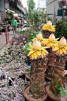 Potted Golden Lotus Banana