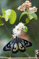 Red Based Jezebel Dorsal