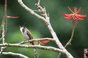 Red Whiskered Bulbul