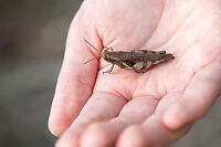 Claira Has Cricket In Hand