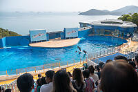 Dolphin Pool With View Of Ocean
