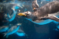 Gentoo Penguin Catching Fish