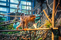 Sichuan Golden Snub-nosedMonkey