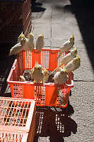 Cockatiels On Basket