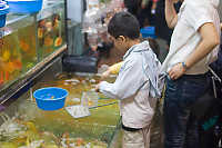 Picking Fish Out Of Tanks