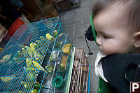 Nara In Carrier By Budgie Cages