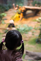 Nara Looking Into Panda Enclosure