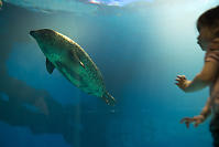 Nara With Seal Gliding Past