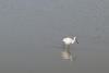 Black-faced Spoonbill