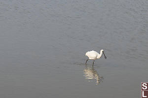 Black Face Spoonbill