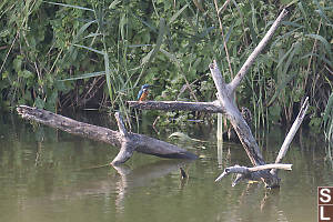 Kingfisher On A Branch