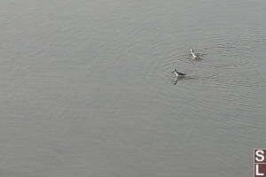 Marsh Sandpiper Wading