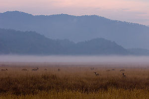 Deer In Grass At Sunrise