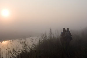 Elephant Walking Next To Water