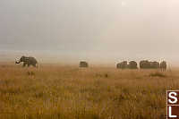 Herd Of Elephants