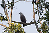 Lesser Fish Eagle