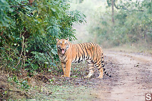 Tiger Next To Road