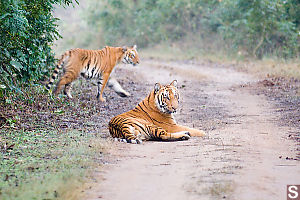 Two Cubs