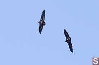 Two Vultures Circling