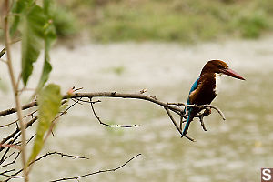 Kingfisher On a Branch