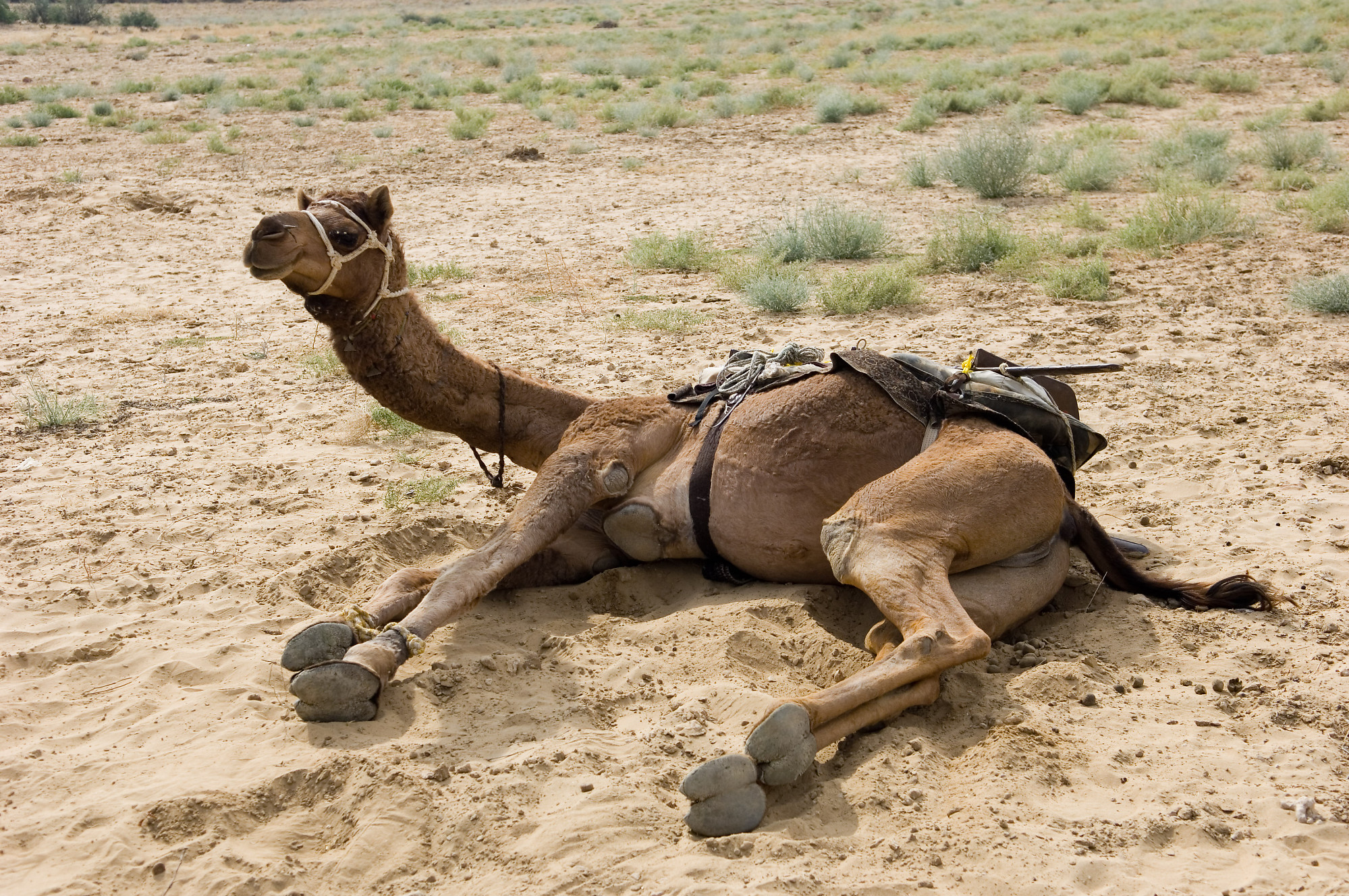 Camel Resting.