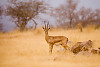 Arabian gazelle, mountain gazelle