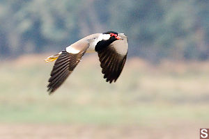 Red-Wattled Lapwing Flying By