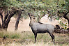 blue bull, nilgai