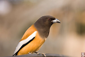 Rufous Treepie looking for hand outs