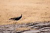 Common Peafowl, Indian Peafowl