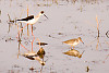 Black-winged Stilt