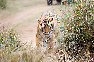 Tiger In Grass